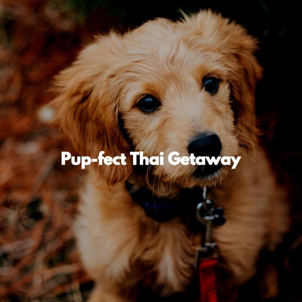 Pup-fect Thai Getaway - Coffee House Guitar Jazz