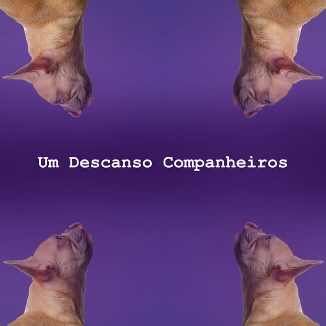 Um Descanso Companheiros - Musicoterapia para gatos