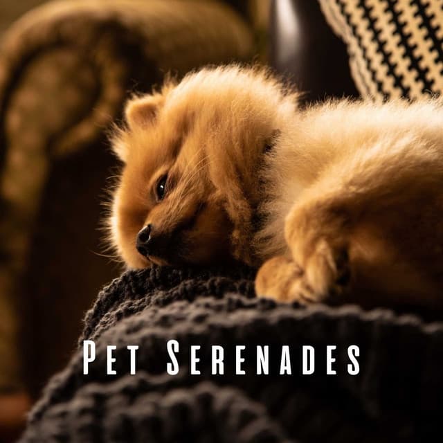 Pet Serenades: Coffee Shop Jazz Lounge Tracks - Soft Background Jazz