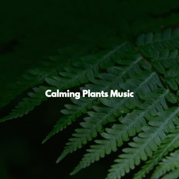 Calming Plants Music - Tuesday Morning Jazz Playlist