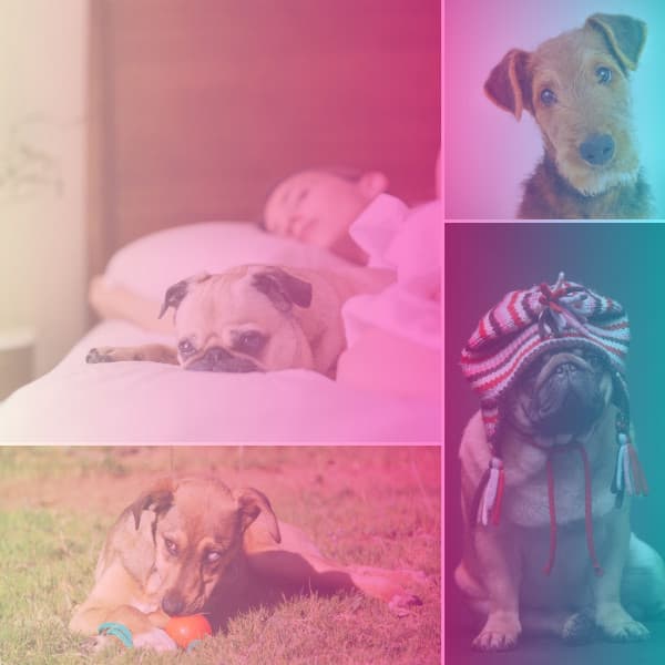 Ambiance for Puppy Nap Times - Dog Relaxation Music