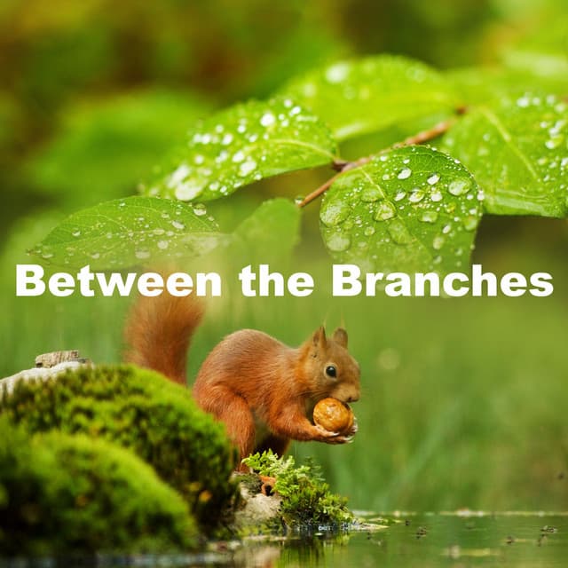 Between the Branches - Forest Soundscapes
