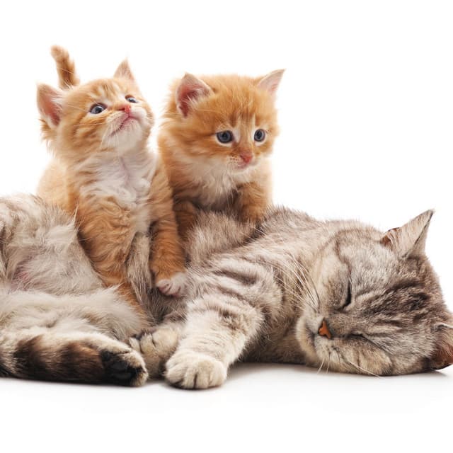 Lofi Cat Serenade: Contented Feline Friends - Lofi Music Club