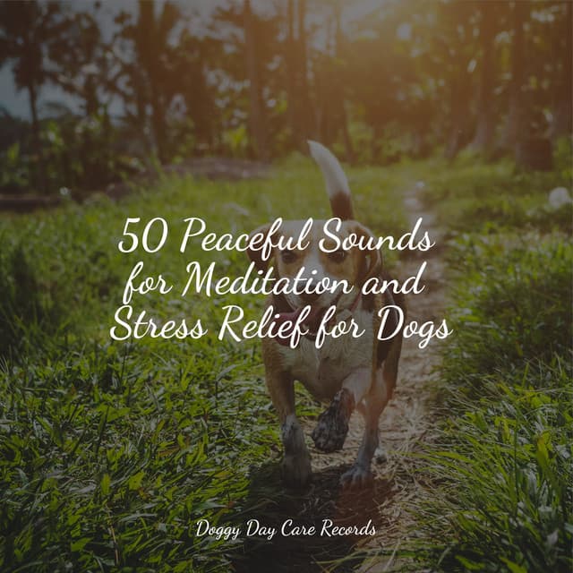 50 Peaceful Sounds for Meditation and Stress Relief for Dogs - Dog Music