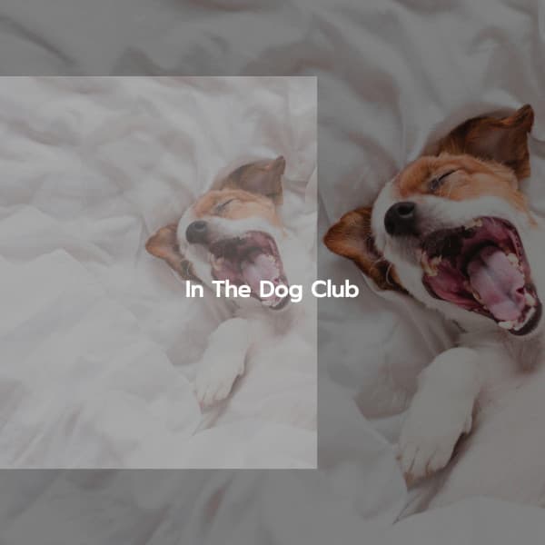 In The Dog Club - Jazz para Relajarse