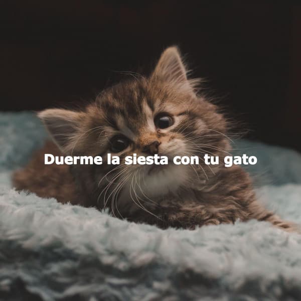 Duerme la siesta con tu gato - Jazz Cafe Bar Girls