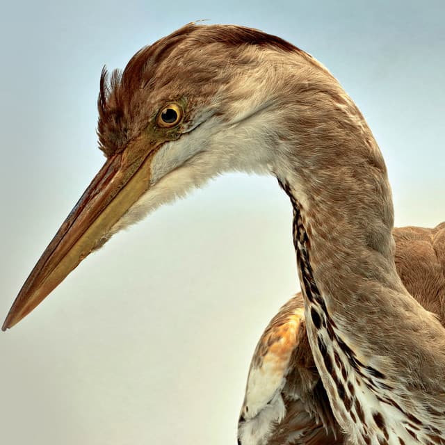 365, Vol. 2 - Aidan O'Rourke