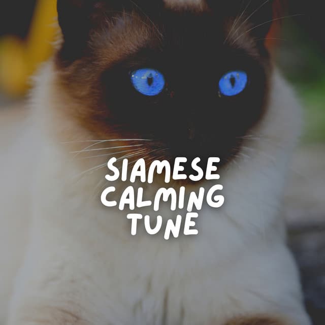 Siamese Calming Tune - Music for Cats Peace