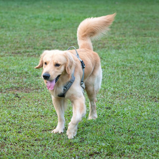 Gentle Lofi Woof: Reflective Soundscapes in Wagging Dog Moments - LOFI RADIO