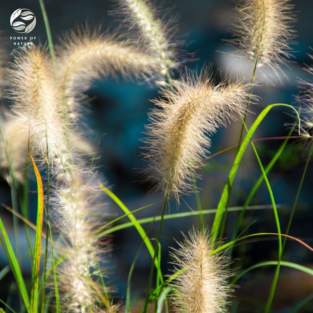 Piano in Evening's Soft Glow - Mystic Nature